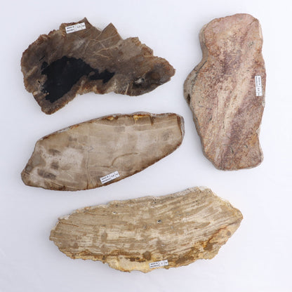 Petrified Wood Slices & Slabs Set of 4