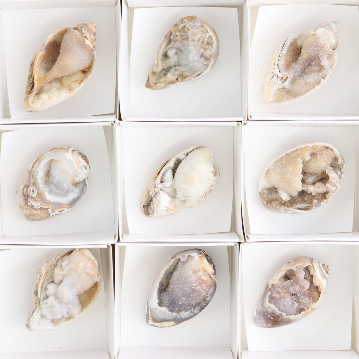 Crystalized Shells Set of 15