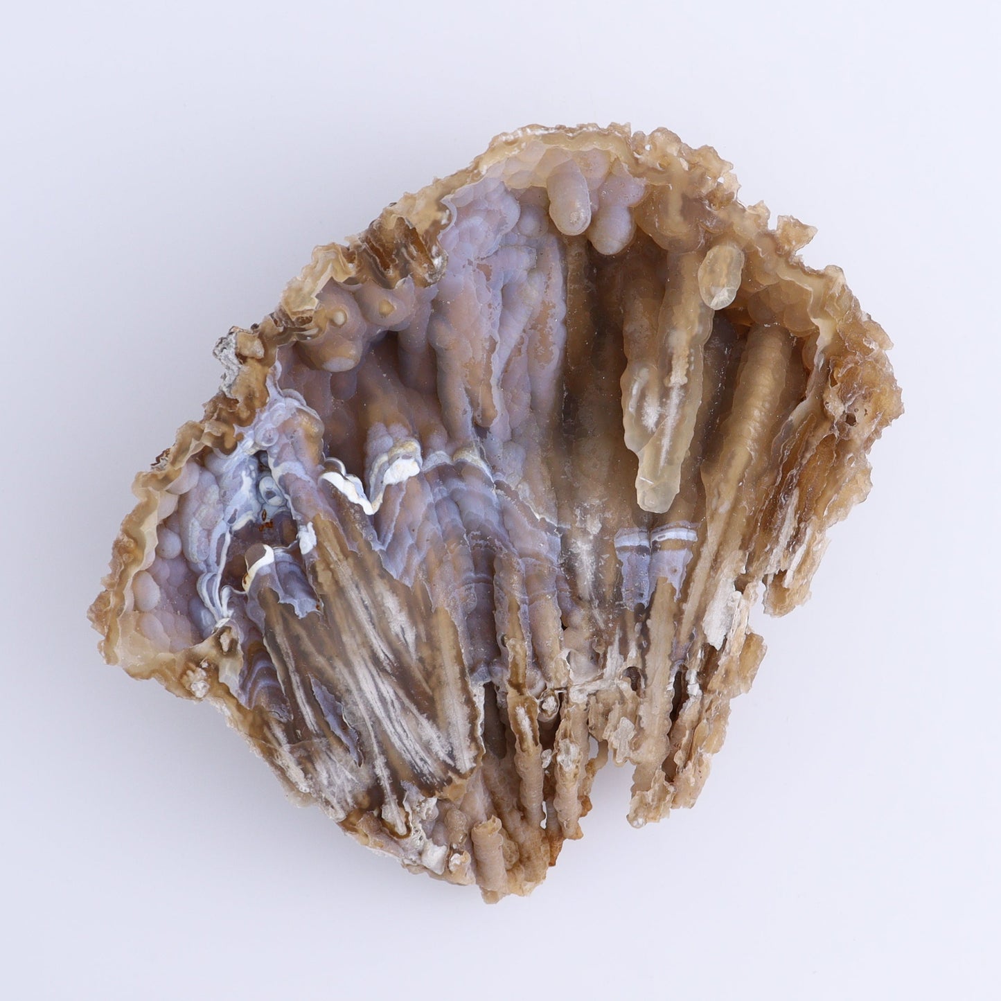 Agatized Coral Flat - Expert Wholesale and Supplier of Wholesale Crystals & Bulk Gemstones, ["Agate","Agatized Coral","Coral","United States"]
