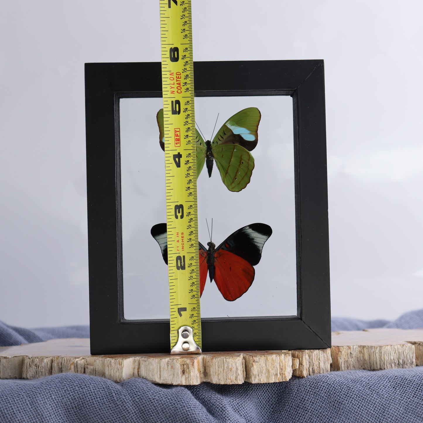 Butterfly Specimens Shadowbox Set of 5 - Expert Wholesale and Supplier of Wholesale Crystals & Bulk Gemstones, ["Butterflies","Butterfly Specimens","Peru","Shadowbox"]