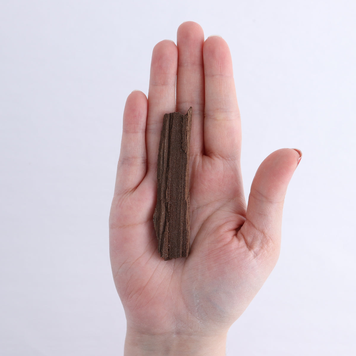 Permineralized Wood Flat of 6