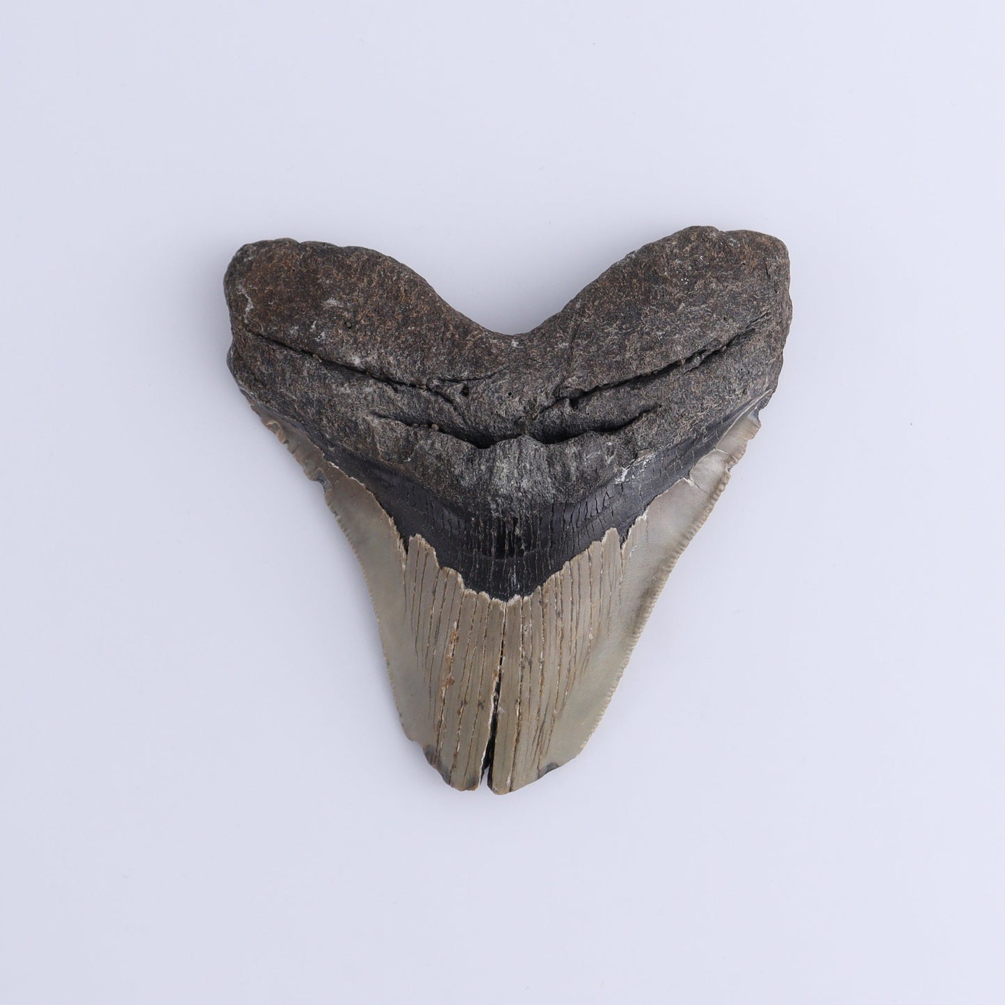 Megalodon Teeth Set of 2 - Expert Wholesale and Supplier of Wholesale Crystals & Bulk Gemstones, ["Megalodon Teeth","United States"]