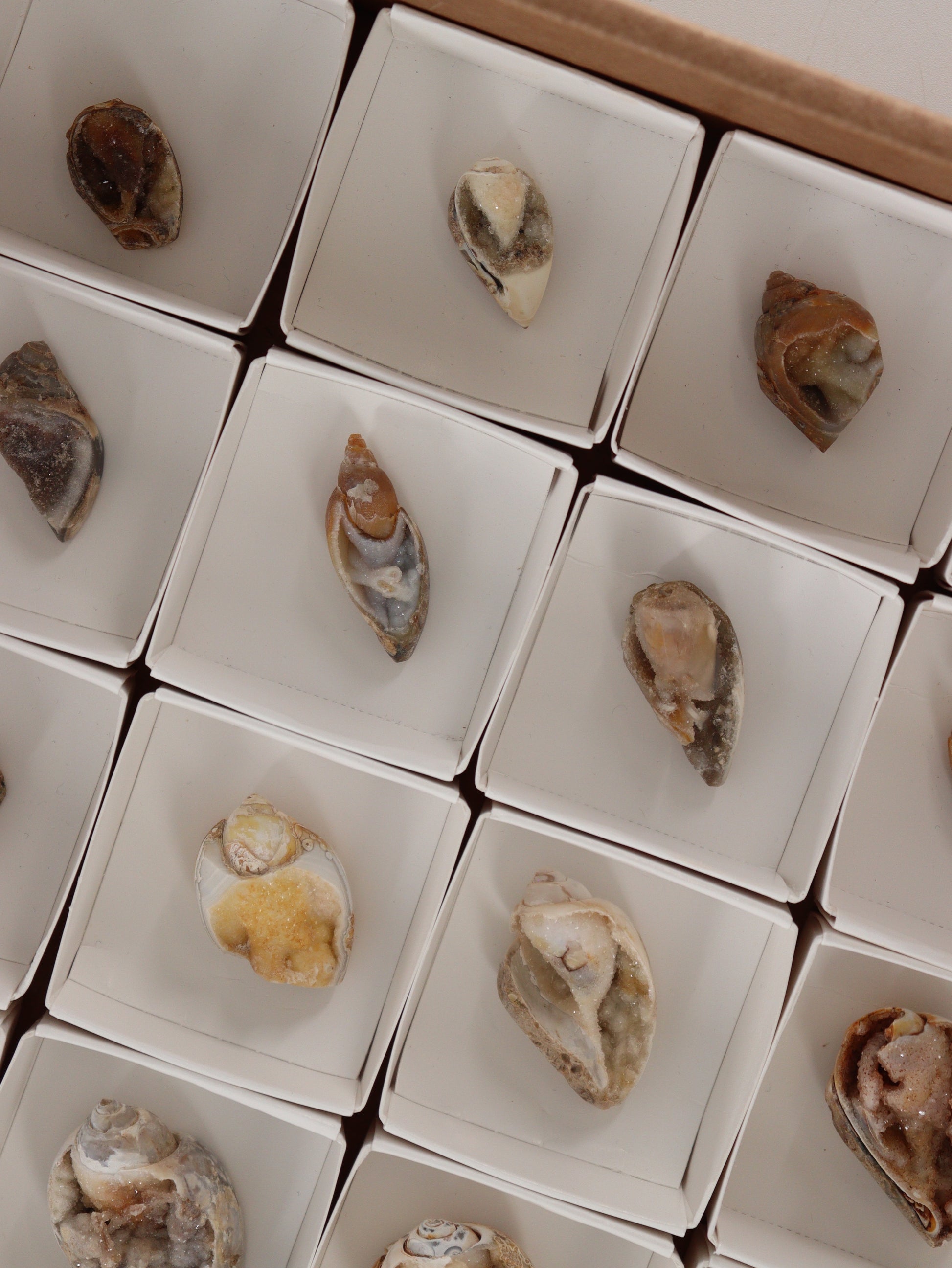 Fossil Shell Flat Set of 20 - Expert Wholesale and Supplier of Wholesale Crystals & Bulk Gemstones, []