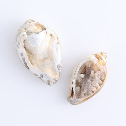 Crystalized Shells Set of 4