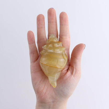 One Mexican Onyx/Calcite Shell Cut Base Green & Brown
