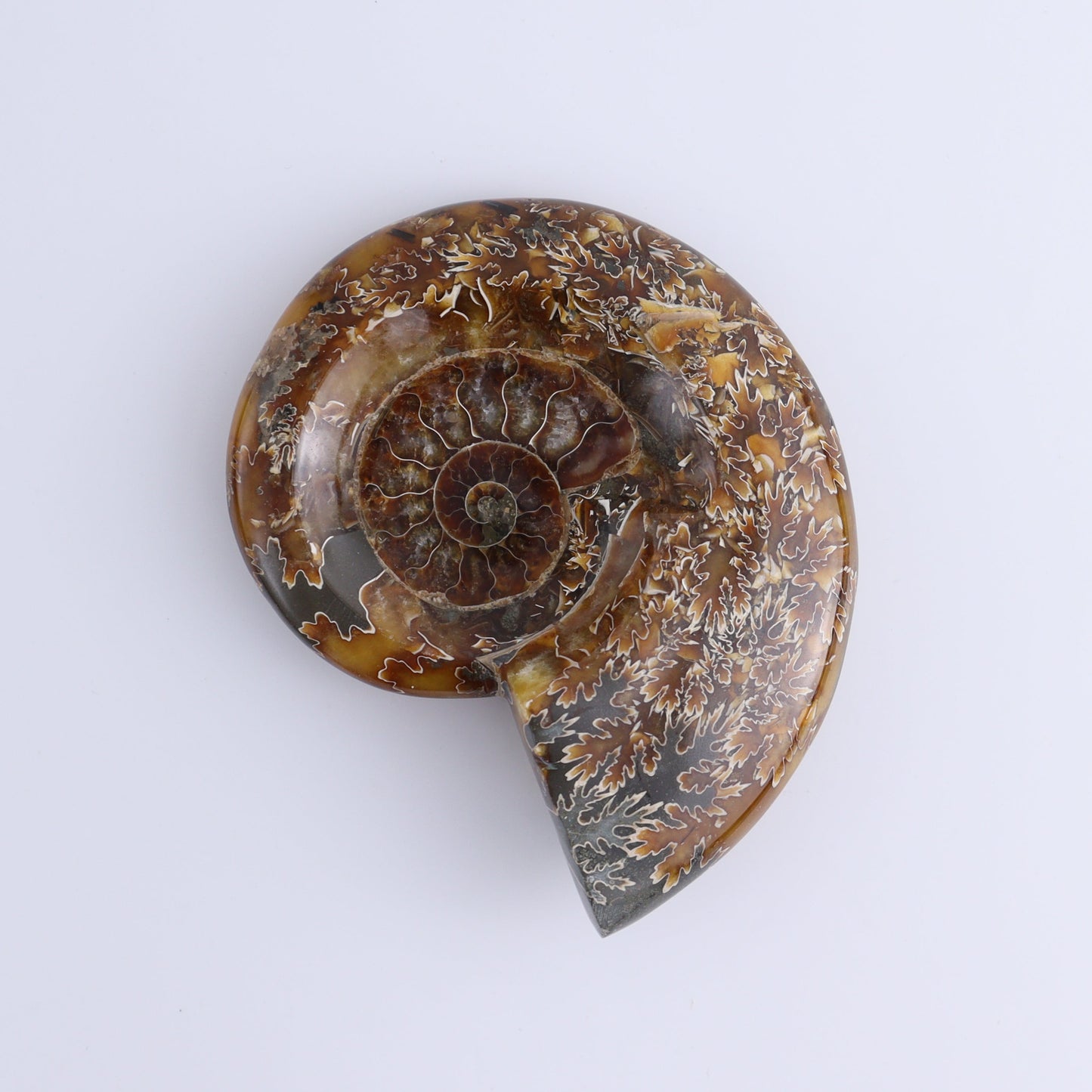 Ammonite Bowls Set of 4 - Expert Wholesale and Supplier of Wholesale Crystals & Bulk Gemstones, ["Ammonite","close_30","Madagascar","shells"]