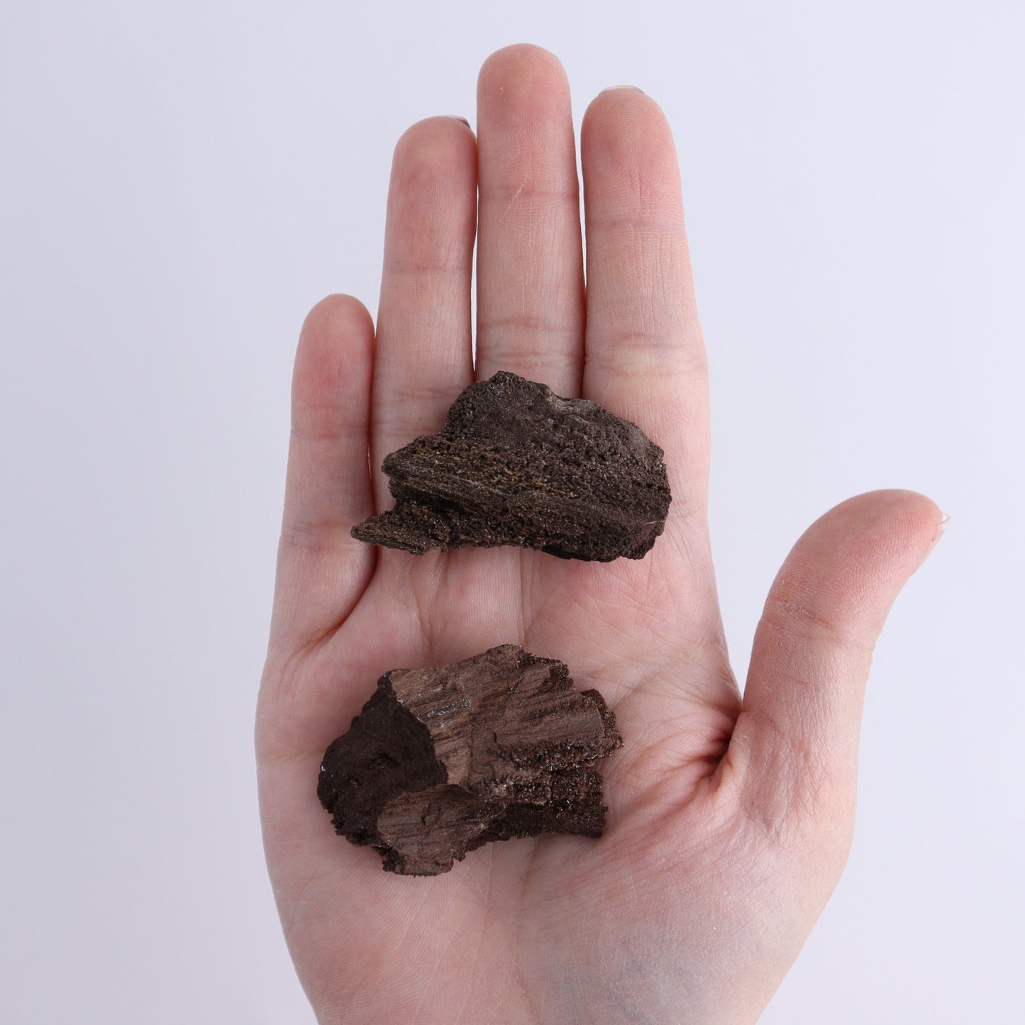 Permineralized Wood Flat of 35 - Expert Wholesale and Supplier of Wholesale Crystals & Bulk Gemstones, ["Flats","Germany","Permineralized Wood"]