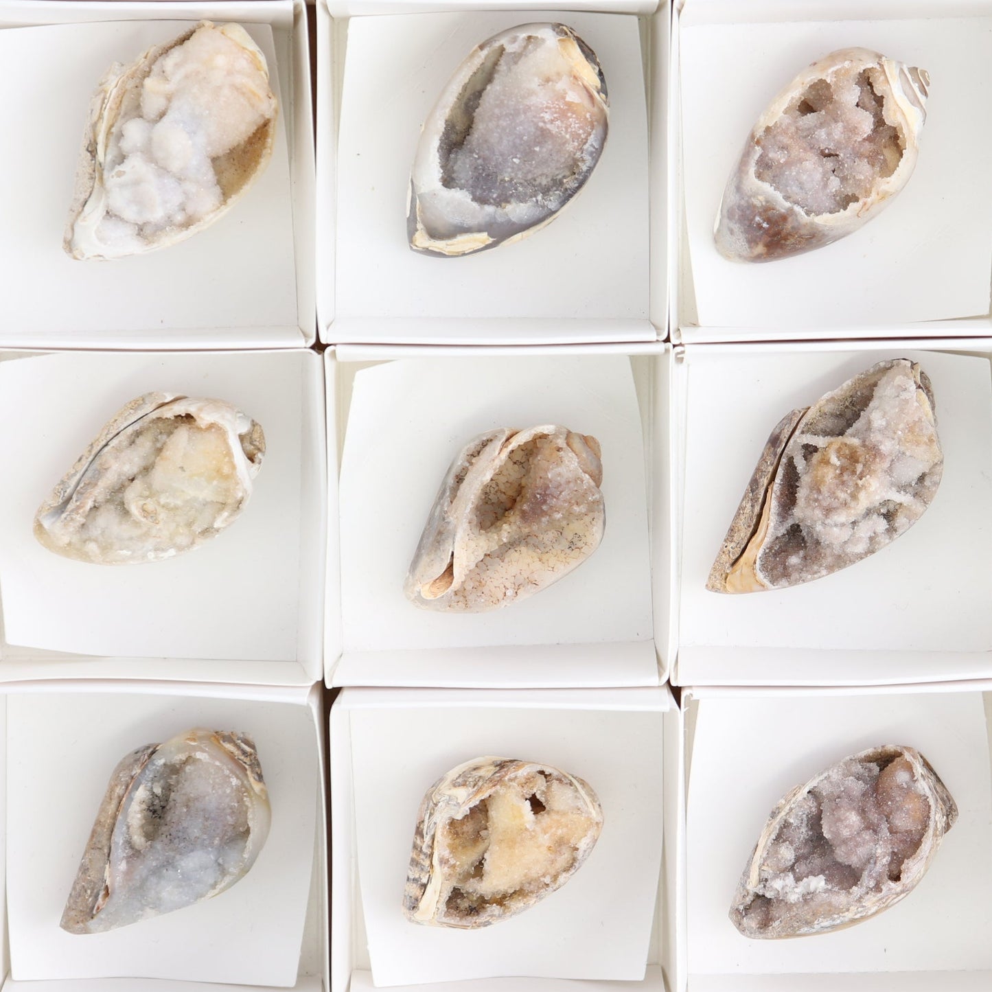 Crystalized Shells Set of 15