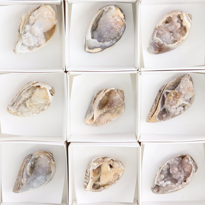 Crystalized Shells Set of 15