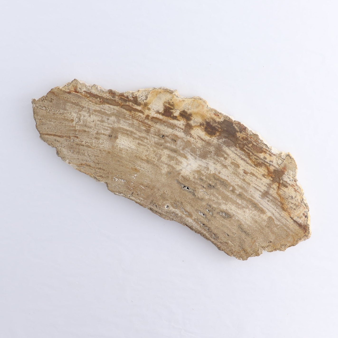 Petrified Wood Slices & Slabs Set of 4