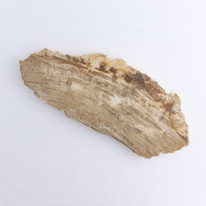 Petrified Wood Slices & Slabs Set of 4