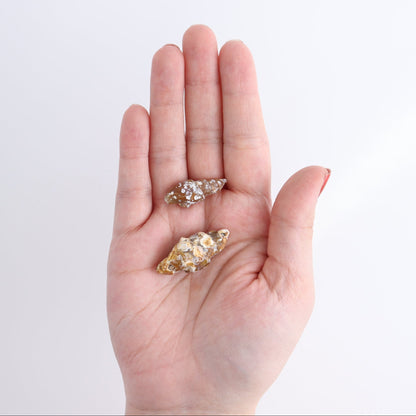 Agate-Replaced Shells Set of 18 - wholesale crystals