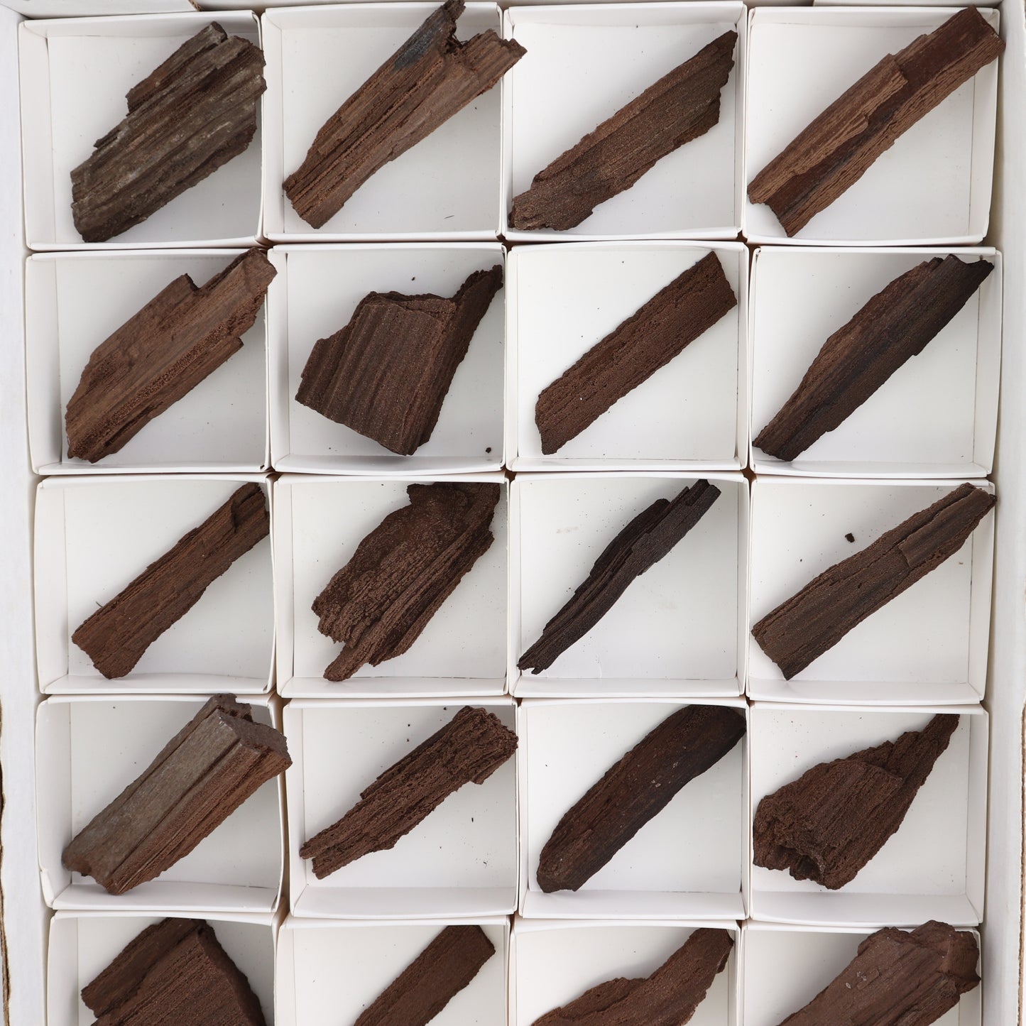 Permineralized Wood Flat of 24