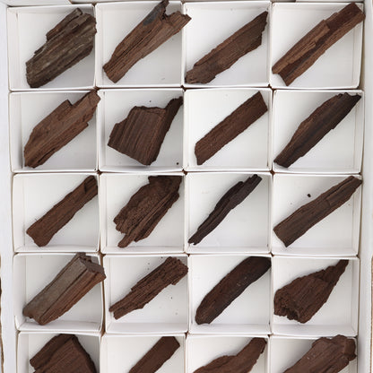 Permineralized Wood Flat of 24