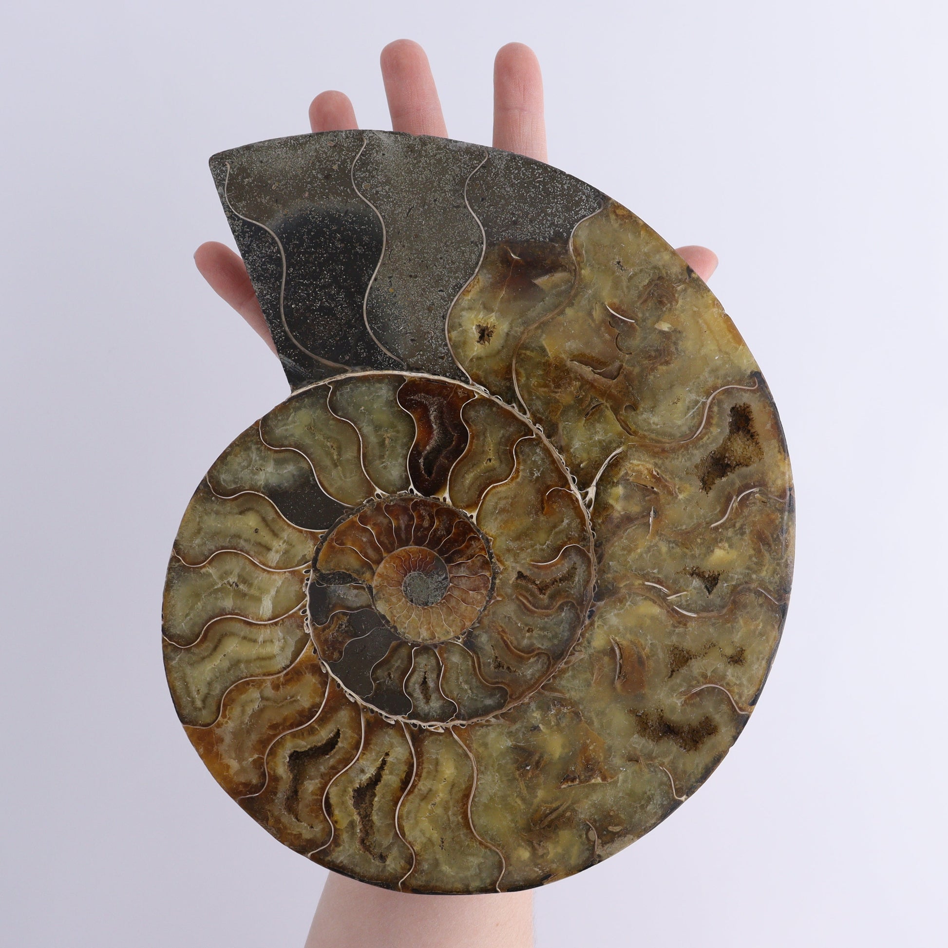 Ammonite Pair - Expert Wholesale and Supplier of Wholesale Crystals & Bulk Gemstones, ["Ammonite","Madagascar","shells"]