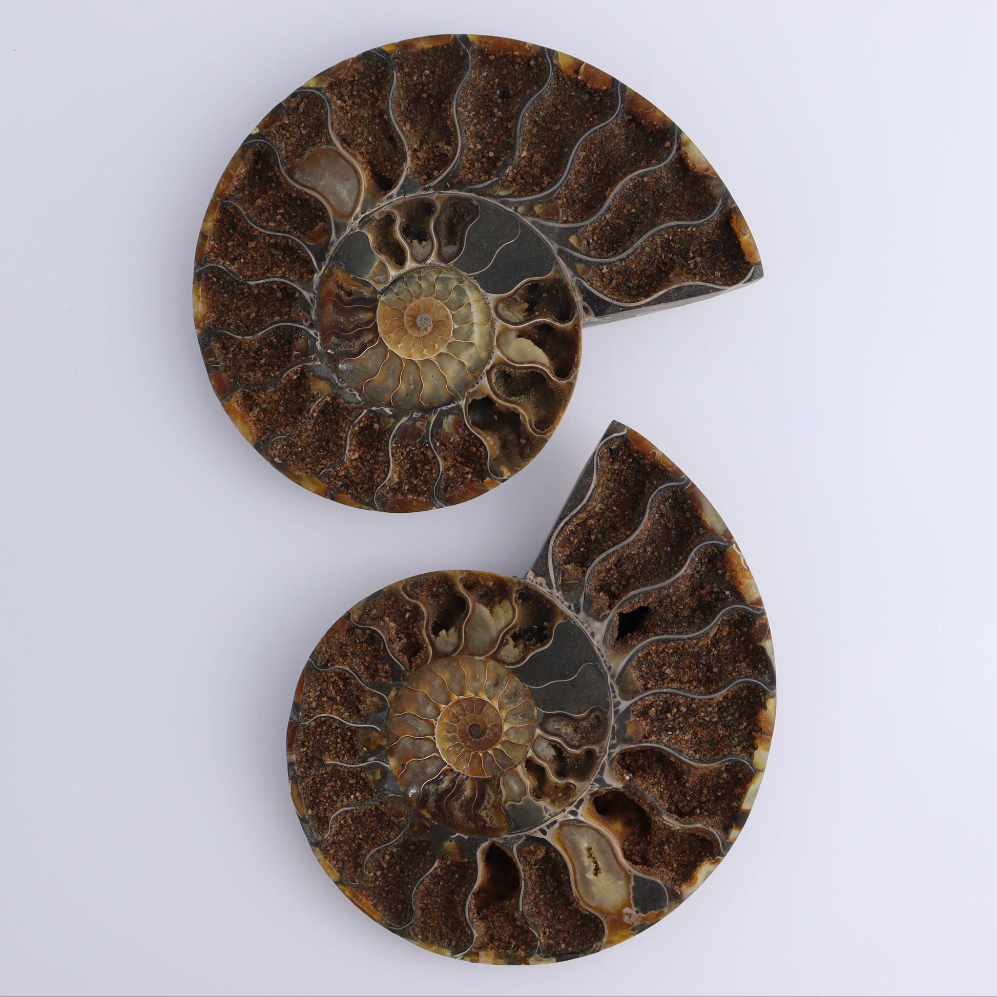 Ammonite Pair - Expert Wholesale and Supplier of Wholesale Crystals & Bulk Gemstones, ["Ammonite","Madagascar","shells"]