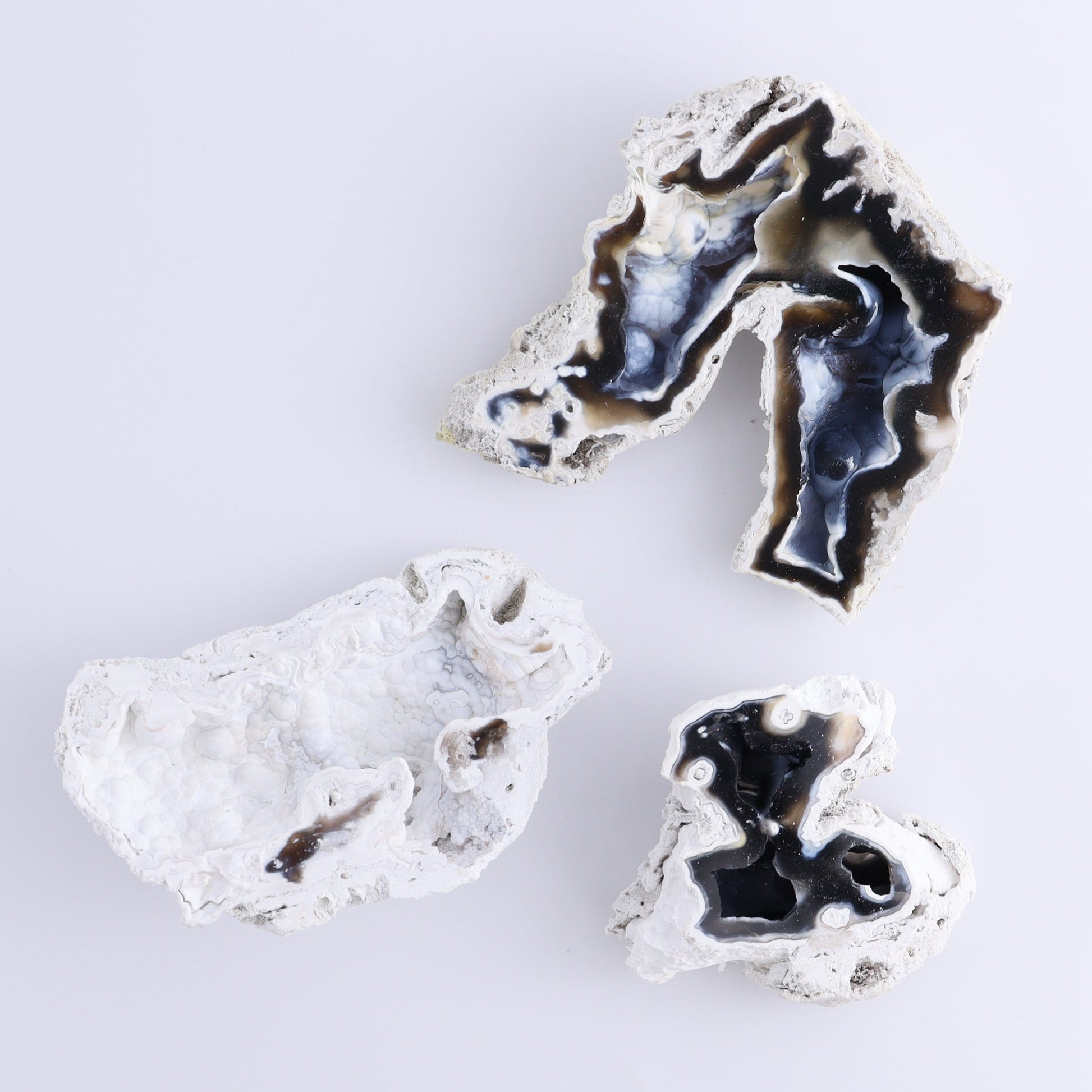 Agatized Coral Flat - Expert Wholesale and Supplier of Wholesale Crystals & Bulk Gemstones, ["Agate","Agatized Coral","Coral","United States"]