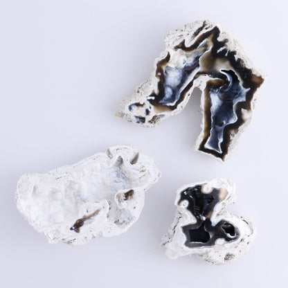 Agatized Coral Flat - Expert Wholesale and Supplier of Wholesale Crystals & Bulk Gemstones, ["Agate","Agatized Coral","Coral","United States"]