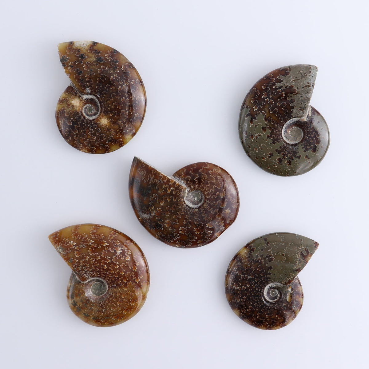 Ammonite Shells Set of 5