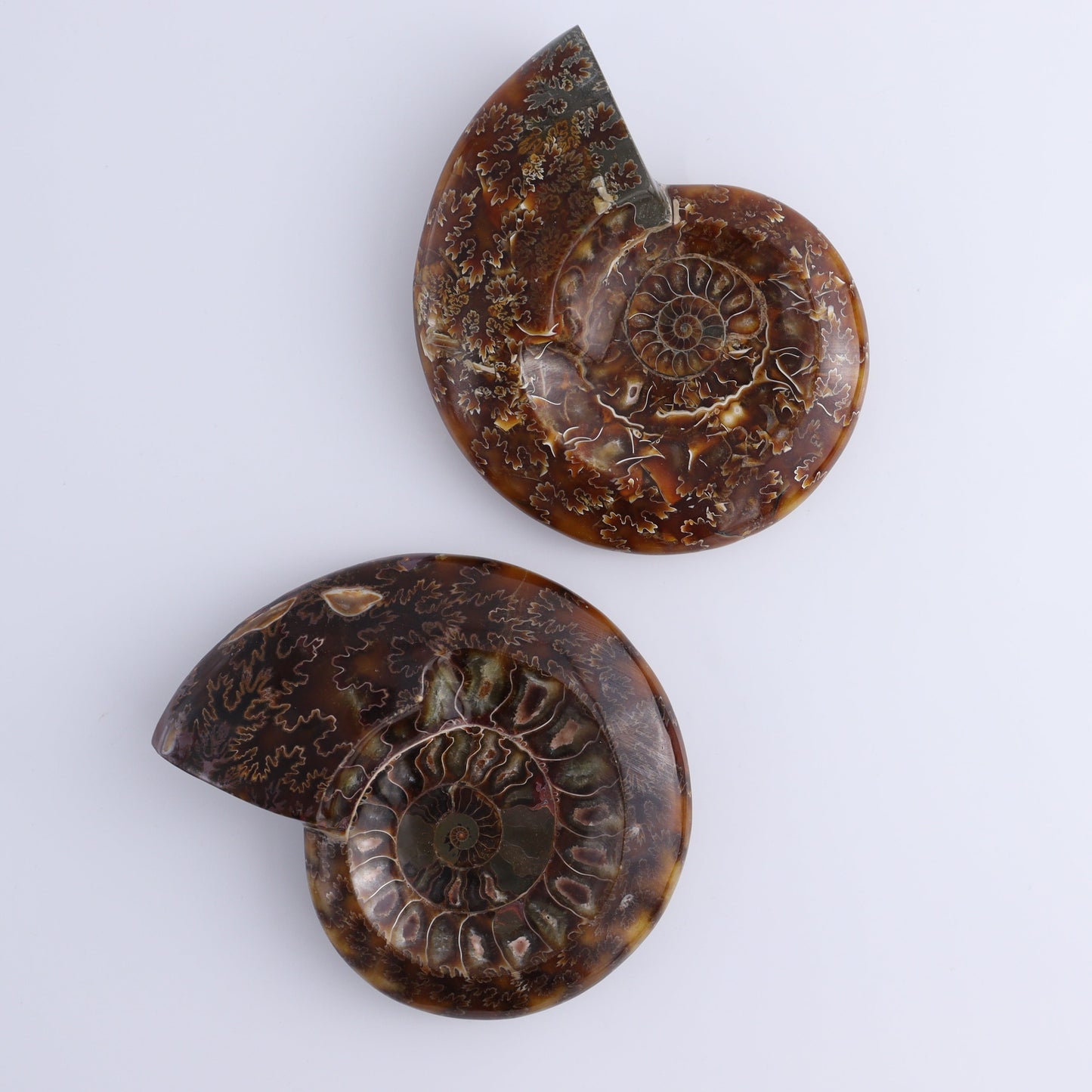 Ammonite Shell Set of 6 - Expert Wholesale and Supplier of Wholesale Crystals & Bulk Gemstones, ["Ammonite","shells"]
