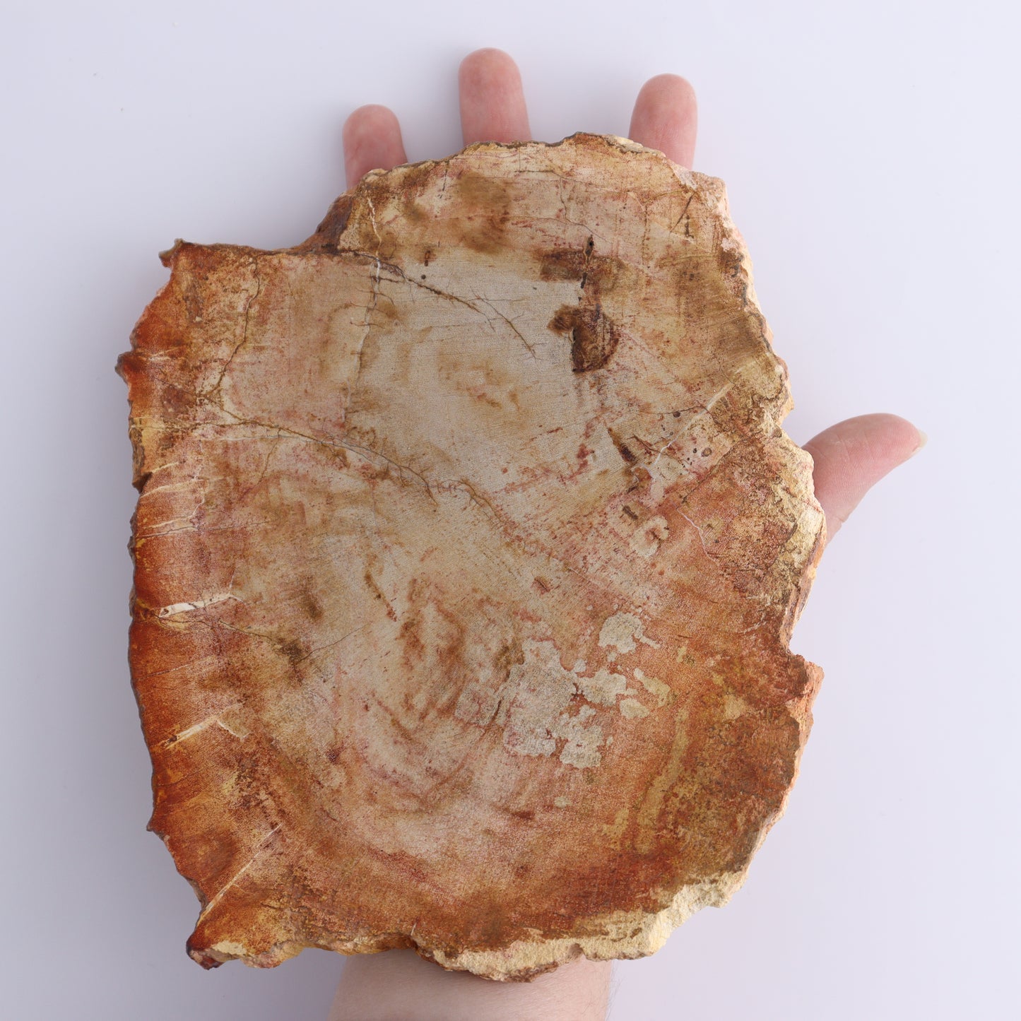 Petrified Wood Slices & Slabs Set of 3 - Expert Wholesale and Supplier of Wholesale Crystals & Bulk Gemstones, ["Freeforms","Indonesia","Petrified Wood","Slices and Slabs"]