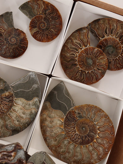 Ammonite Pairs Set of 4