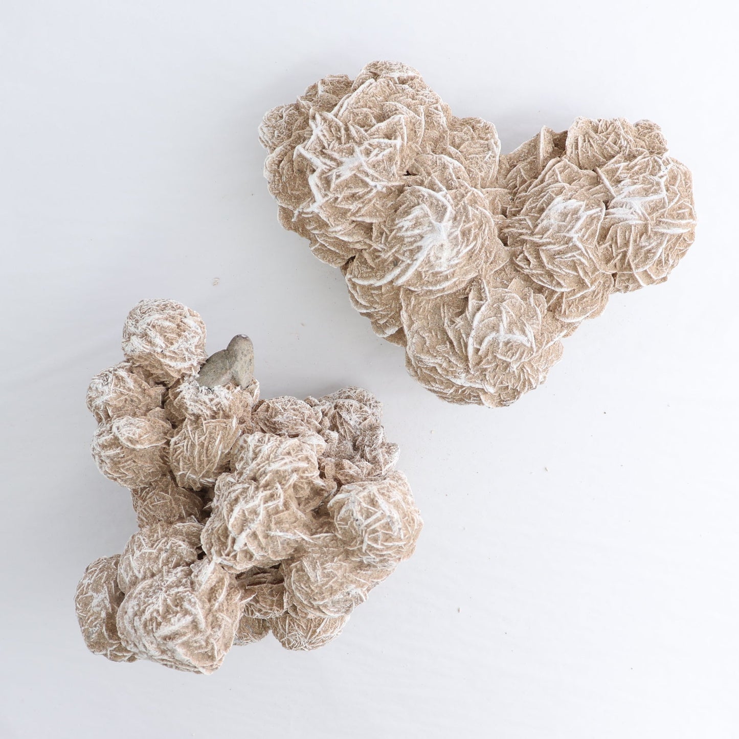 Desert Rose Set of 2