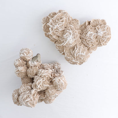 Desert Rose Set of 2