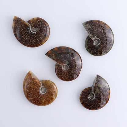 Ammonite Shells Set of 5