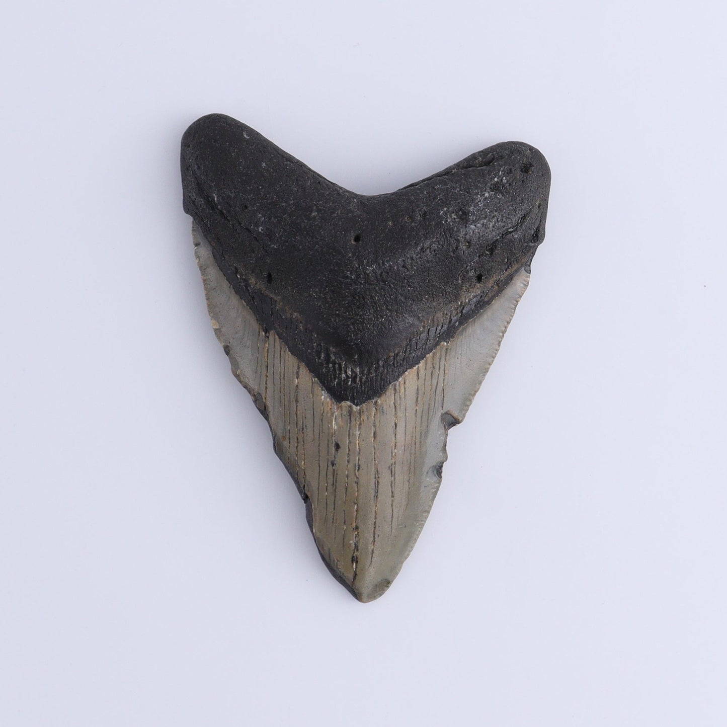 Megalodon Teeth Set of 2 - Expert Wholesale and Supplier of Wholesale Crystals & Bulk Gemstones, ["Megalodon Teeth","United States"]