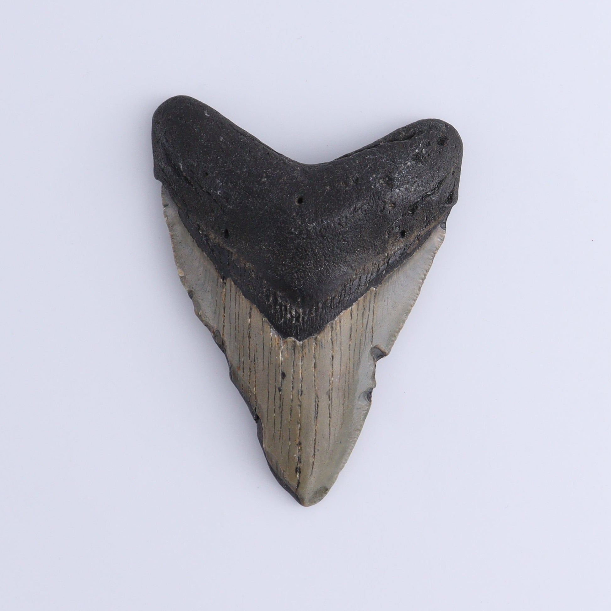 Megalodon Teeth Set of 2 - Expert Wholesale and Supplier of Wholesale Crystals & Bulk Gemstones, ["Megalodon Teeth","United States"]