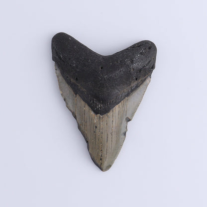 Megalodon Teeth Set of 2 - Expert Wholesale and Supplier of Wholesale Crystals & Bulk Gemstones, ["Megalodon Teeth","United States"]