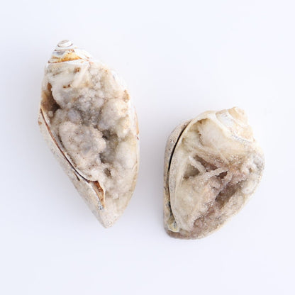 Crystalized Shells Set of 4