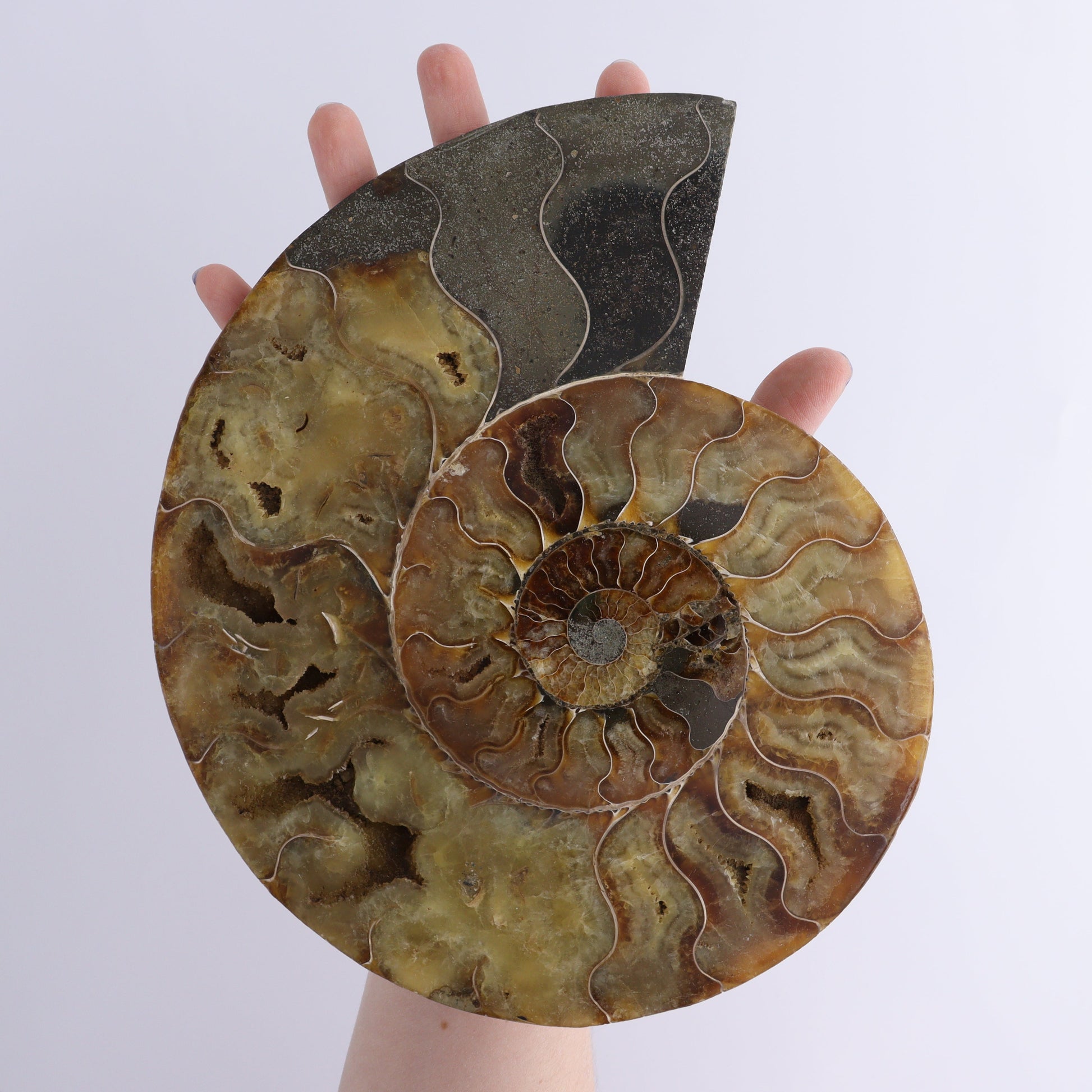 Ammonite Pair - Expert Wholesale and Supplier of Wholesale Crystals & Bulk Gemstones, ["Ammonite","Madagascar","shells"]