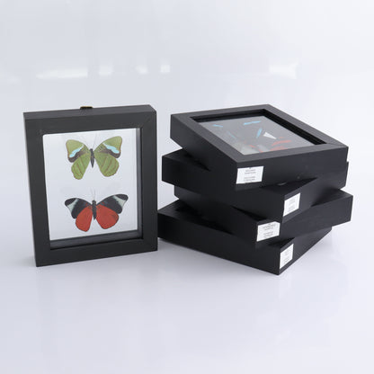 Butterfly Specimens Shadowbox Set of 5 - Expert Wholesale and Supplier of Wholesale Crystals & Bulk Gemstones, ["Butterflies","Butterfly Specimens","Peru","Shadowbox"]
