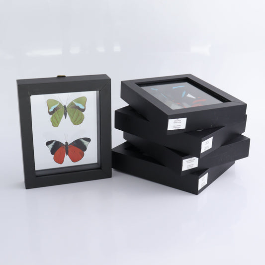 Butterfly Specimens Shadowbox Set of 5 - Expert Wholesale and Supplier of Wholesale Crystals & Bulk Gemstones, ["Butterflies","Butterfly Specimens","Peru","Shadowbox"]