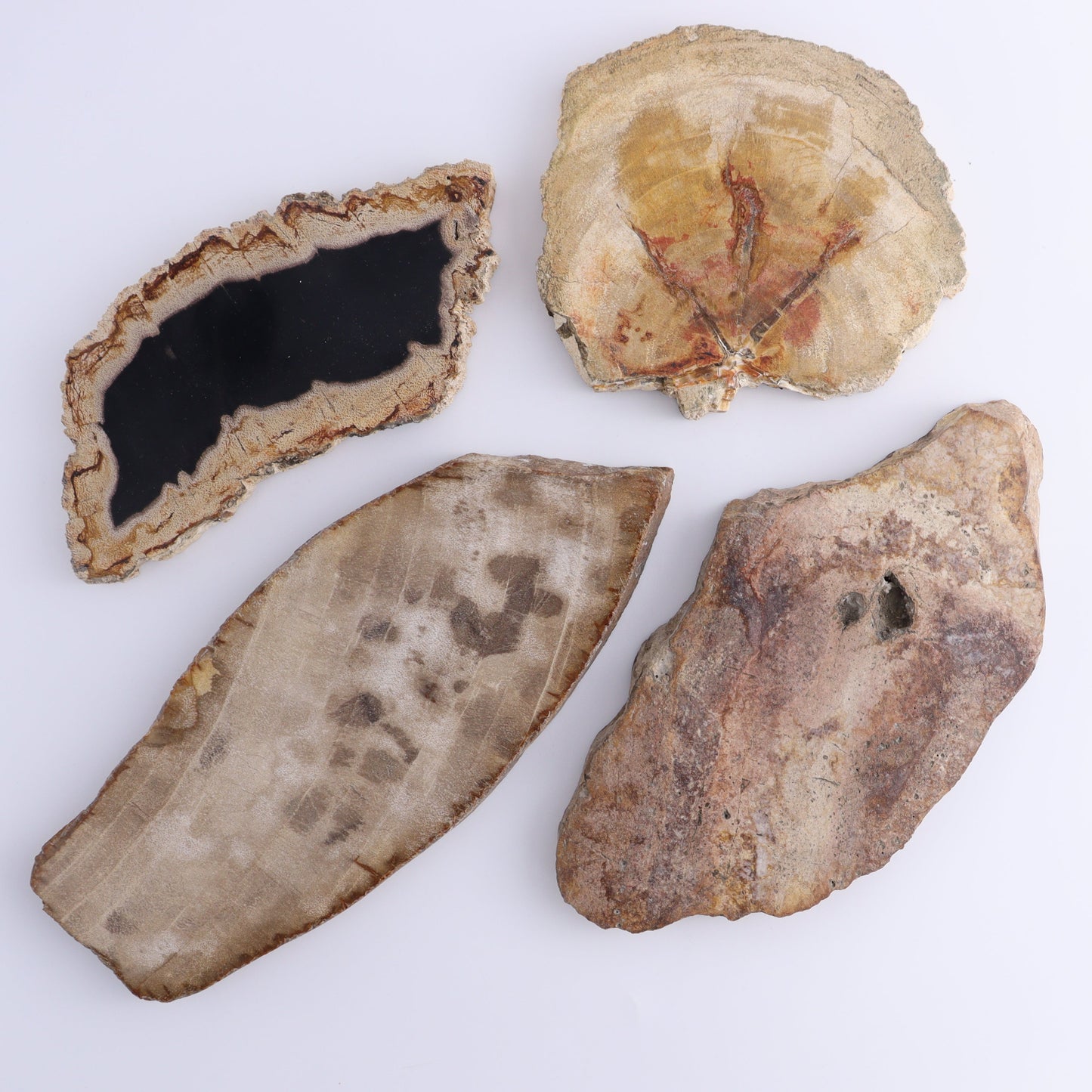 Petrified Wood Slices & Slabs Set of 4 - Expert Wholesale and Supplier of Wholesale Crystals & Bulk Gemstones, ["Freeforms","Indonesia","Petrified Wood","Slices and Slabs"]