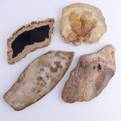 Petrified Wood Slices & Slabs Set of 4 - Expert Wholesale and Supplier of Wholesale Crystals & Bulk Gemstones, ["Freeforms","Indonesia","Petrified Wood","Slices and Slabs"]