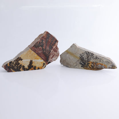 Dendrites Flat Set of 5 - Expert Wholesale and Supplier of Wholesale Crystals & Bulk Gemstones, ["Dendrite","Flats"]