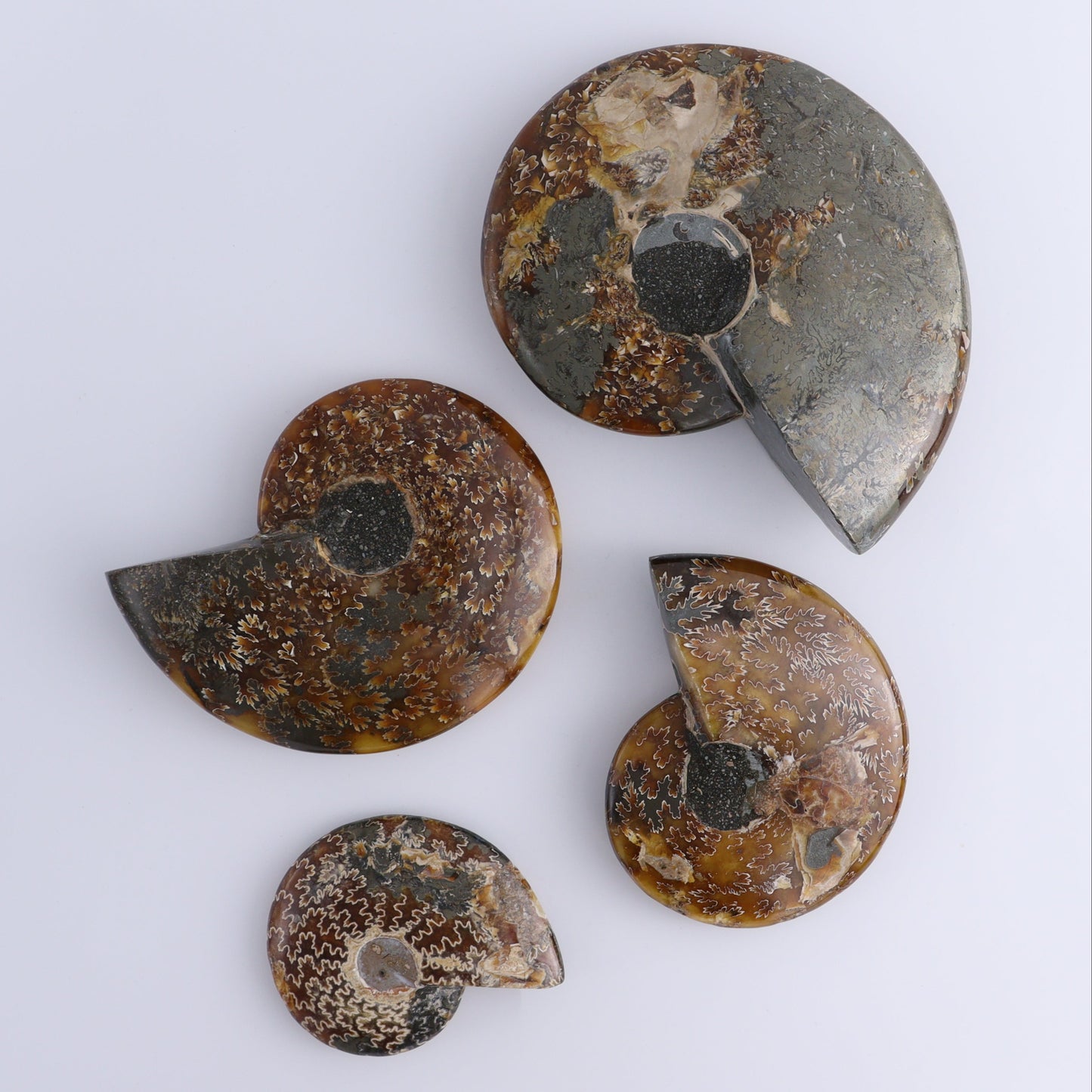 Ammonite Bowls Set of 4 - Expert Wholesale and Supplier of Wholesale Crystals & Bulk Gemstones, ["Ammonite","close_30","Madagascar","shells"]