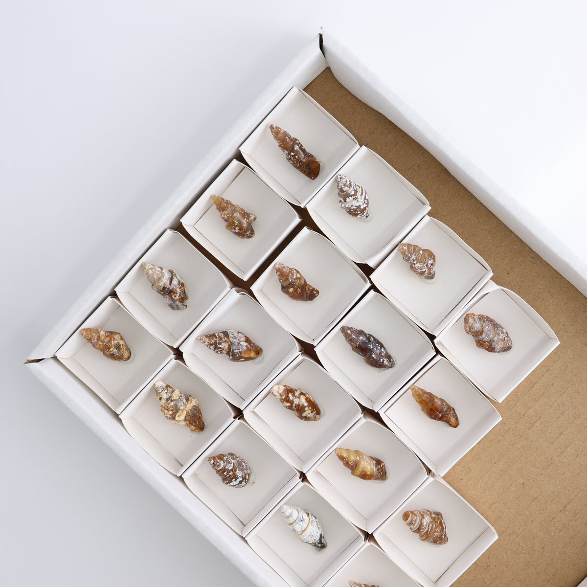 Agate-Replaced Shells Set of 18 - wholesale crystals