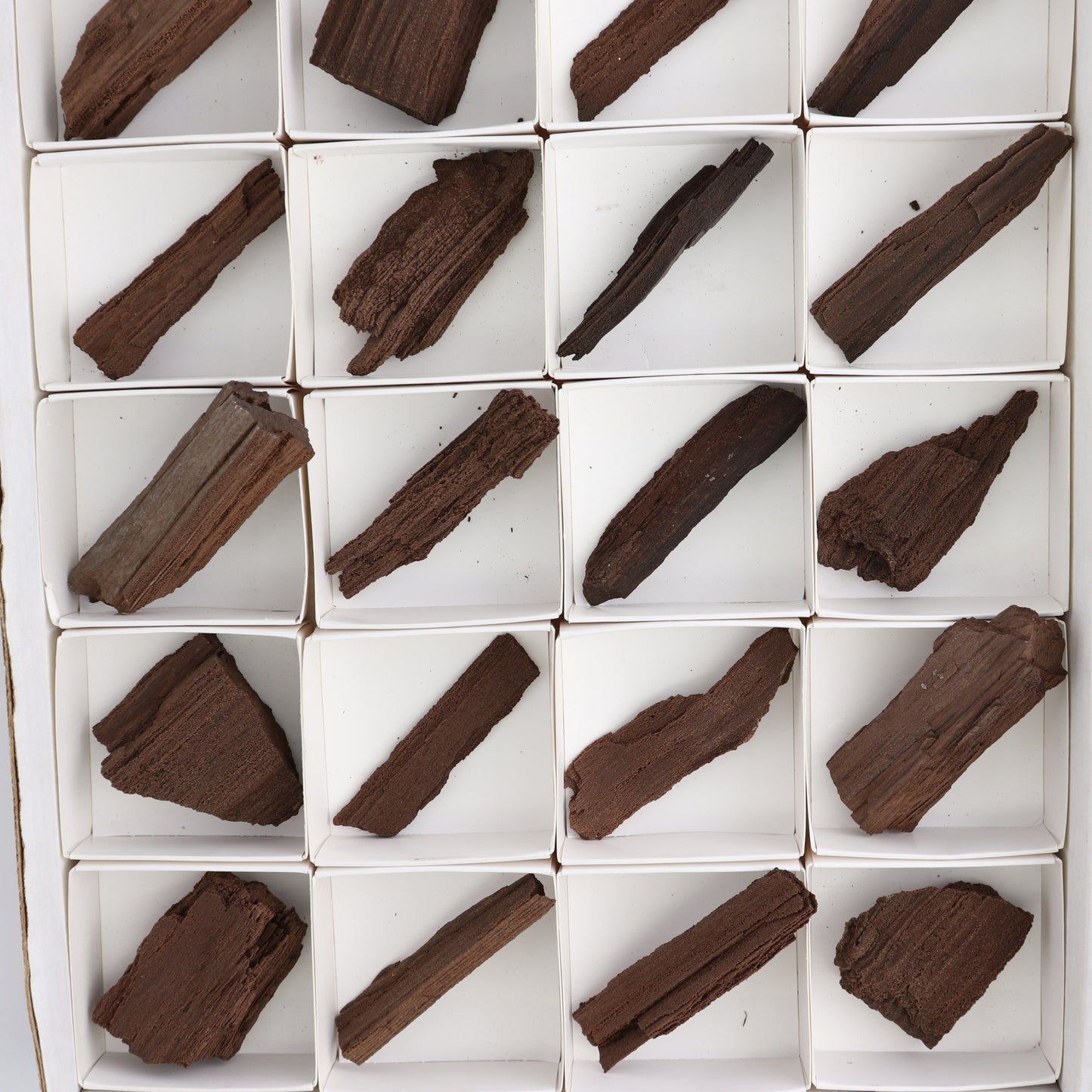 Permineralized Wood Flat of 24