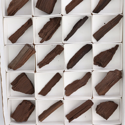 Permineralized Wood Flat of 24