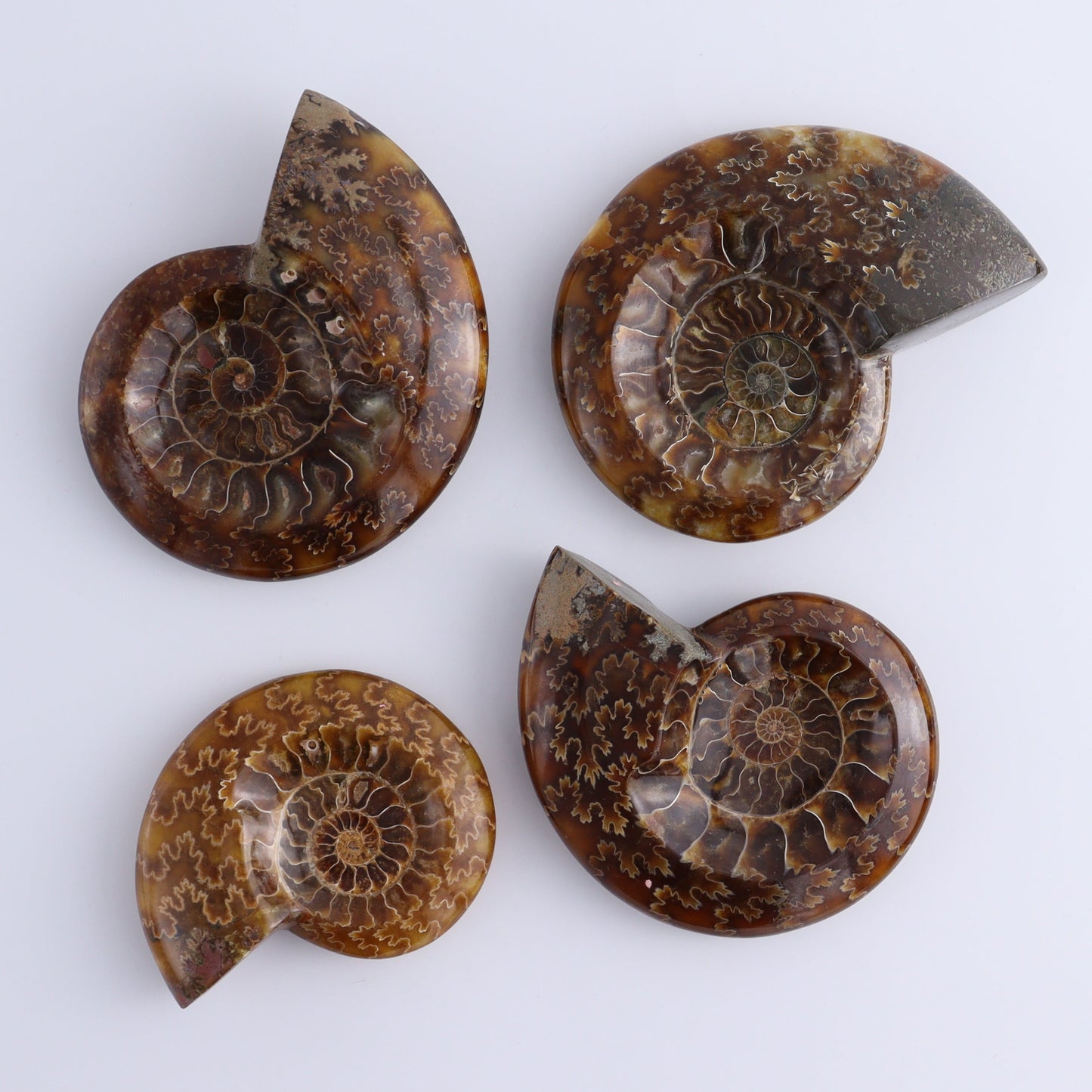 Ammonite Shell Set of 6 - Expert Wholesale and Supplier of Wholesale Crystals & Bulk Gemstones, ["Ammonite","shells"]