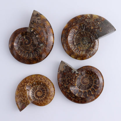 Ammonite Shell Set of 6 - Expert Wholesale and Supplier of Wholesale Crystals & Bulk Gemstones, ["Ammonite","shells"]