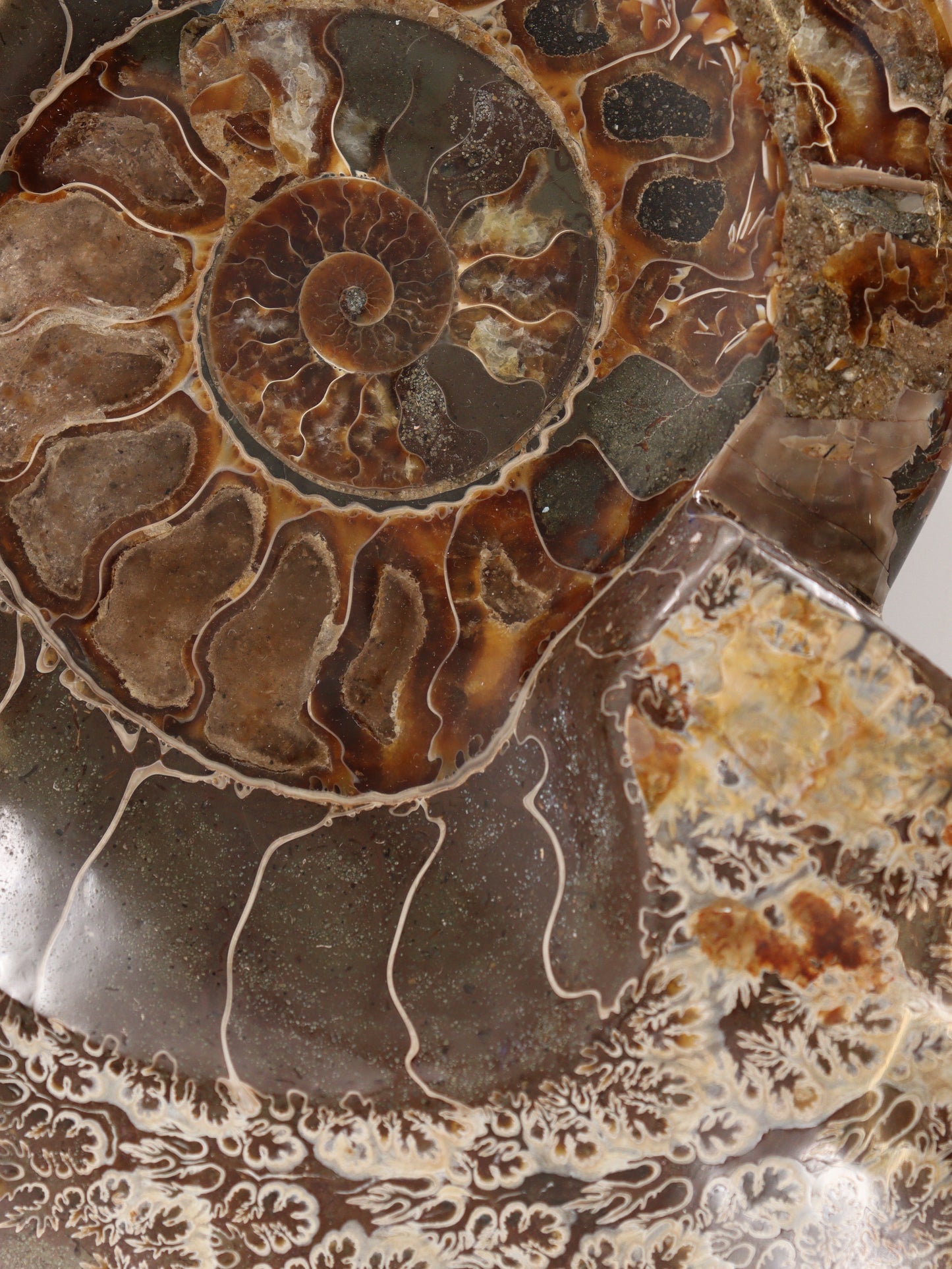 Ammonite Bowl - Expert Wholesale and Supplier of Wholesale Crystals & Bulk Gemstones, []
