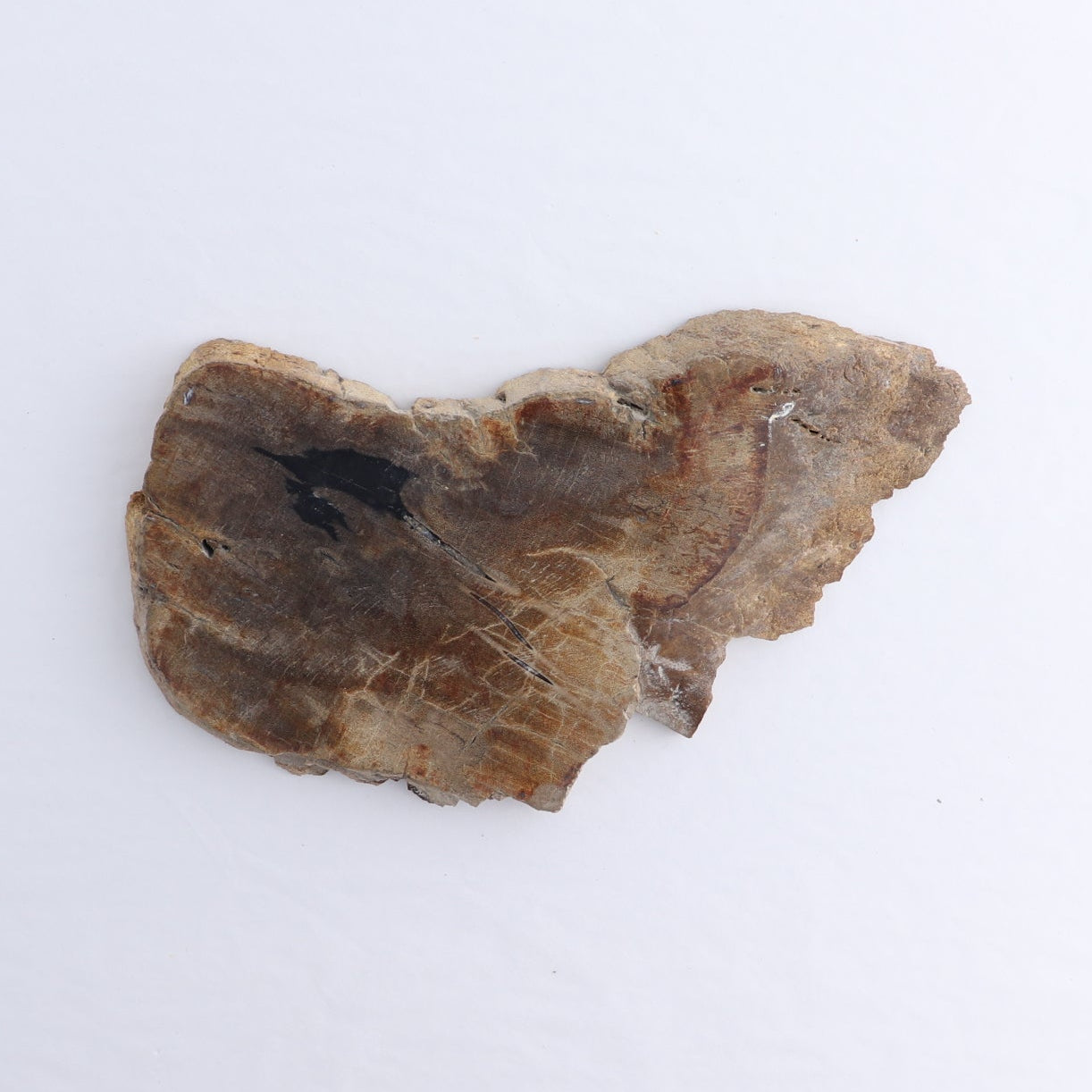 Petrified Wood Slices & Slabs Set of 4