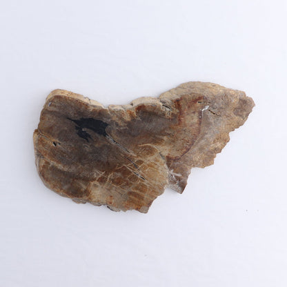 Petrified Wood Slices & Slabs Set of 4