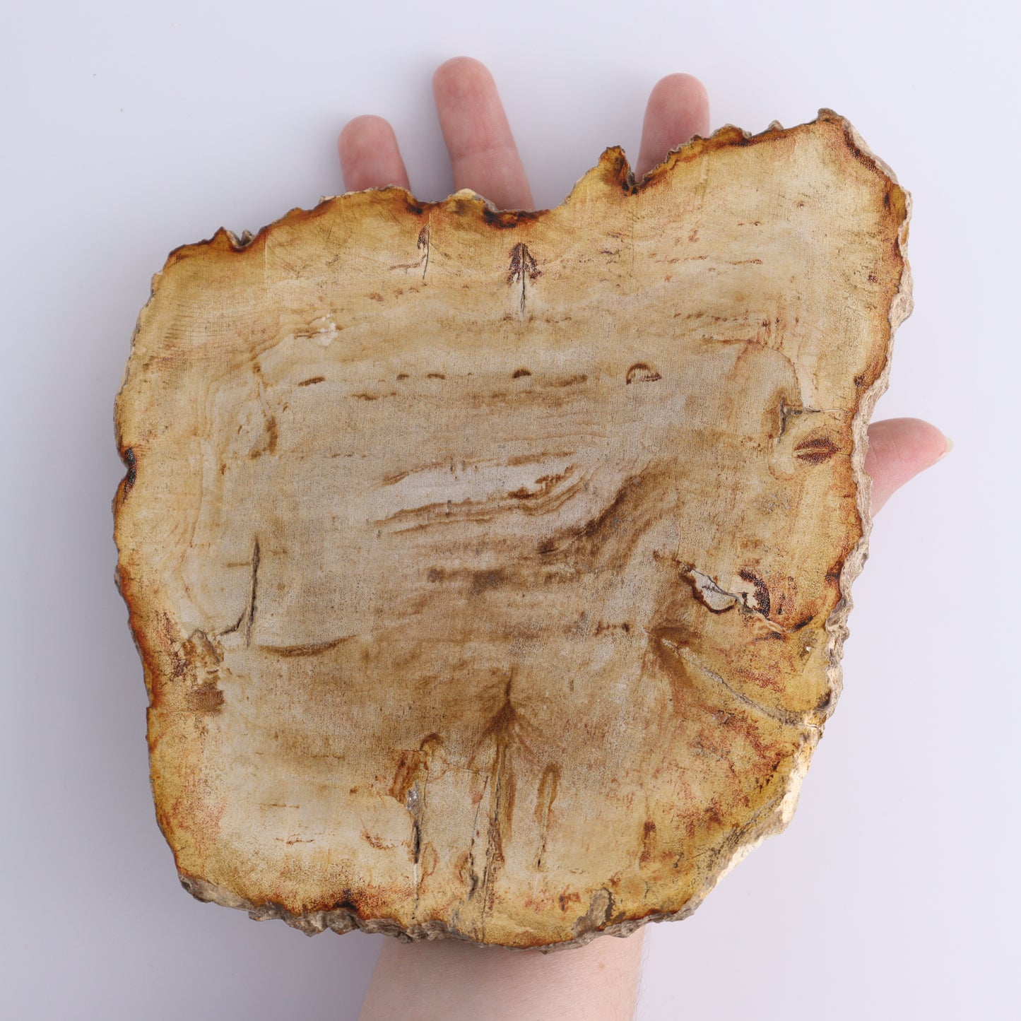 Petrified Wood Slices & Slabs Set of 3 - Expert Wholesale and Supplier of Wholesale Crystals & Bulk Gemstones, ["Freeforms","Indonesia","Petrified Wood","Slices and Slabs"]