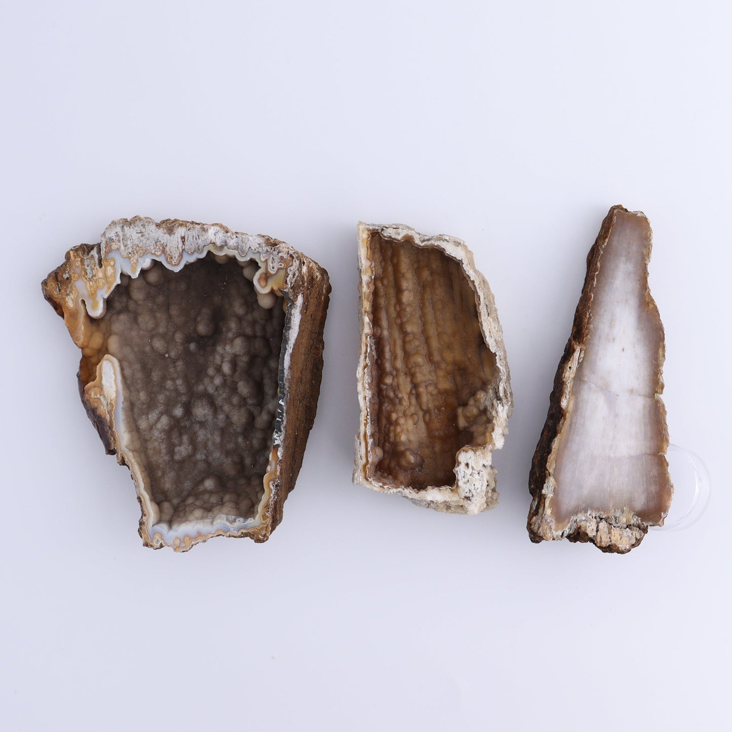 Agatized Coral Flat - Expert Wholesale and Supplier of Wholesale Crystals & Bulk Gemstones, ["Agate","Agatized Coral","Coral","United States"]